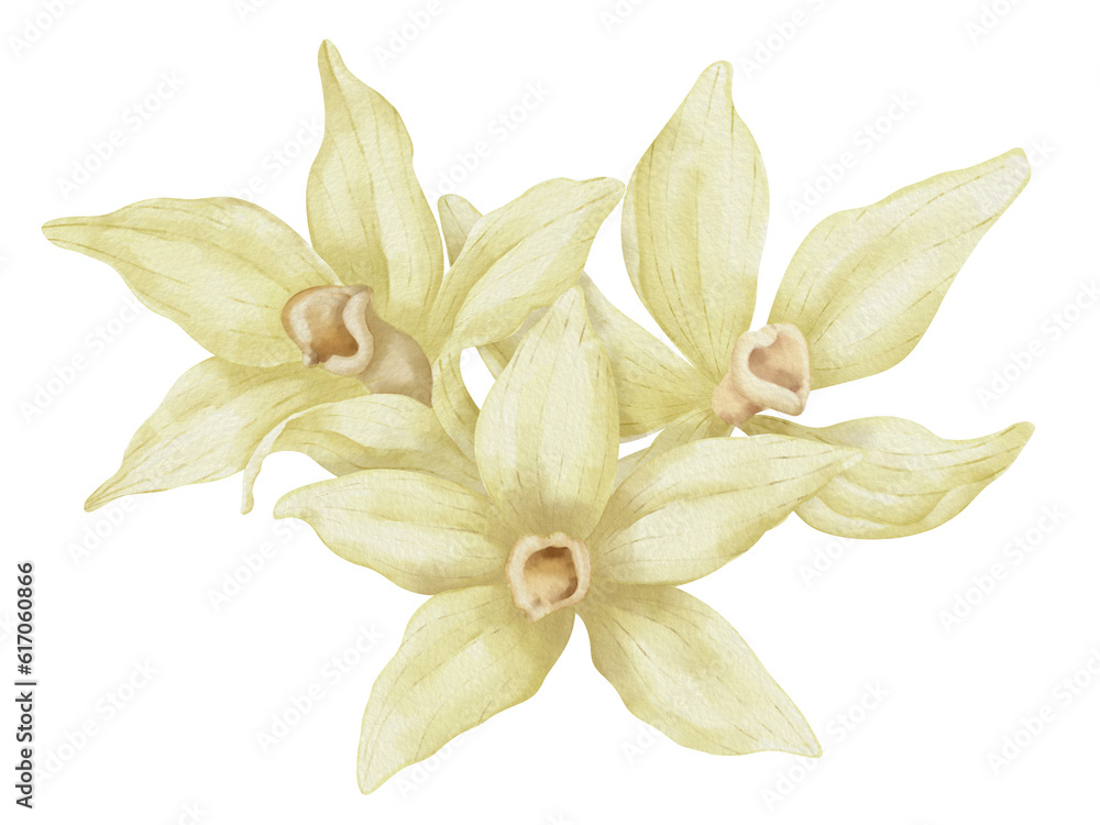 Vanilla Flowers. Hand drawn watercolor floral illustration of beige Orchids on isolated transparent background. Food ingredient for aroma therapy. Herbal spices for food label. Essential oil