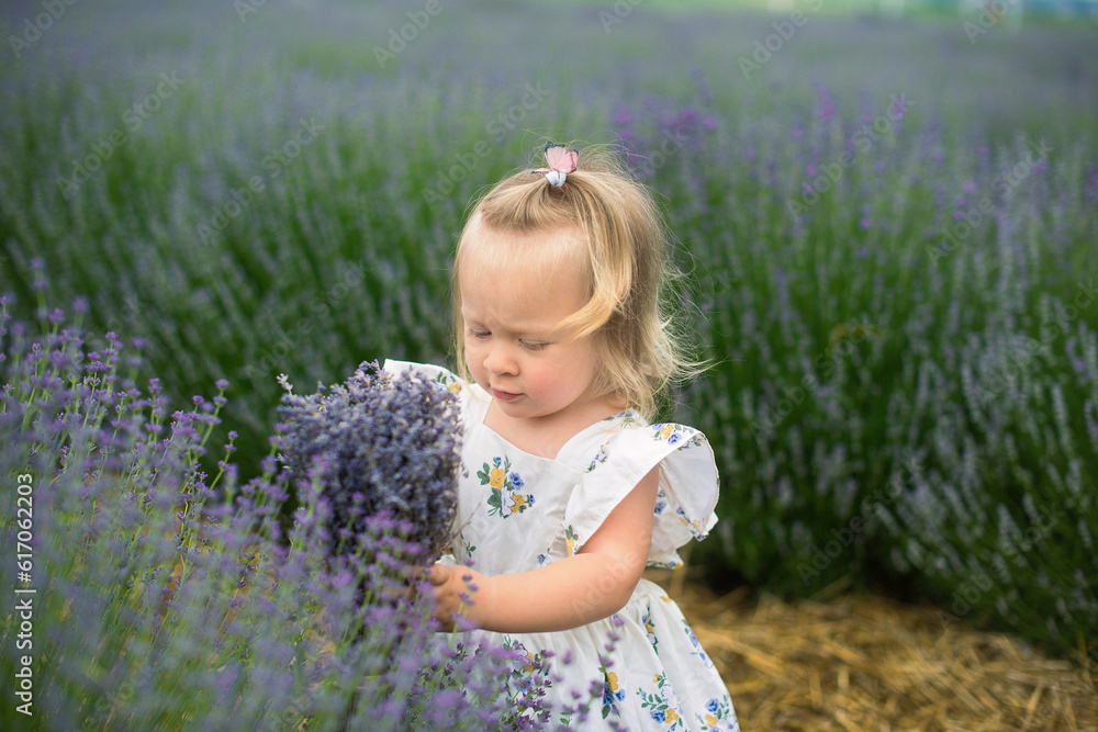 A beautiful little girl is walking in a lavender field. The fair-haired girl smiles and plays. lavender field A beautiful little girl is walking in a lavender field. The fair-haired girl smiles and plays. lavender field