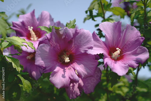 Hibiscus en fleur