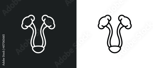 bladder line icon in white and black colors. bladder flat vector icon from bladder collection for web, mobile apps and ui.