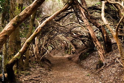 Tunnel through the woods