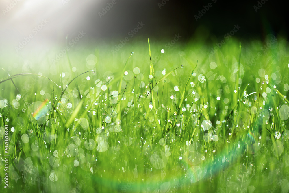 Naklejka premium zielona trawa na wiosne, piękny zielony trawnik w ogrodzie