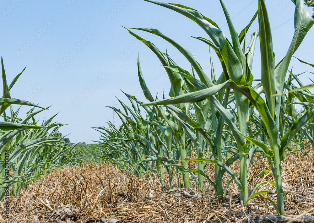 Ground level angle of field corn rows curling during a drought to ...