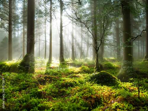 Beautiful Bright Green moss grown up cover the stones and on the floor in the forest. Show with macro view. Rocks full of the moss texture in nature for wallpaper. green trees  rays of light  mist