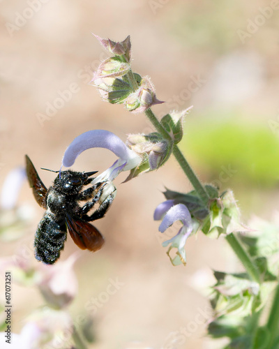 2023 06 25 Carpenter bee Xylocopa.