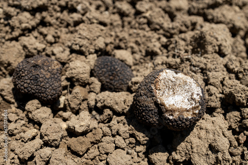 Pick and found mushrooms black truffles (TUBER AESTIVUM) in the forest