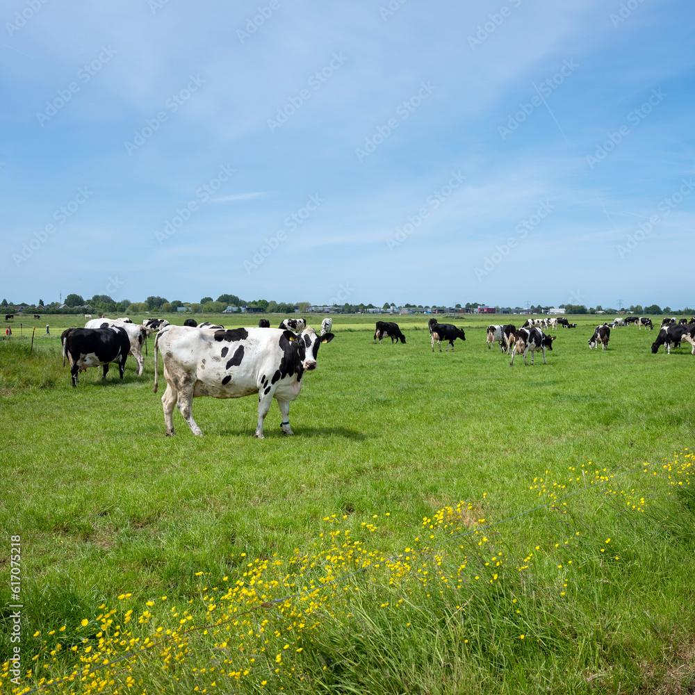spotted black and white cows graze in green meadow with yellow buttercups in holland