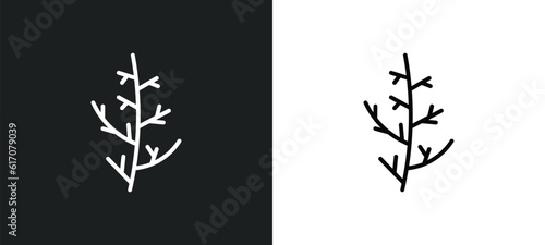 cypress leaf line icon in white and black colors. cypress leaf flat vector icon from cypress leaf collection for web, mobile apps and ui. photo