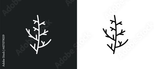 cypress leaf line icon in white and black colors. cypress leaf flat vector icon from cypress leaf collection for web, mobile apps and ui.