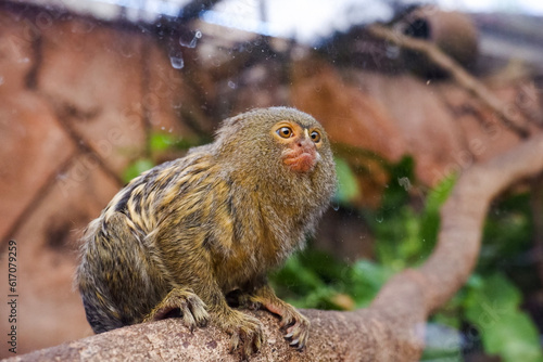 Selective focus of pygmy marmosets perched in their enclosure in the afternoon. Great for educating children about wild animals. © Rezza