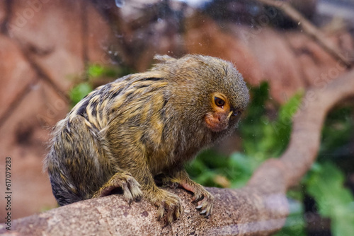 Selective focus of pygmy marmosets perched in their enclosure in the afternoon. Great for educating children about wild animals. © Rezza
