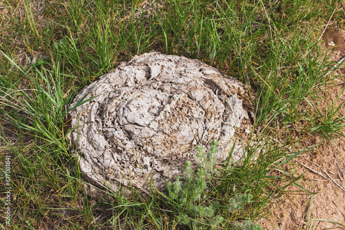 stone in the grass