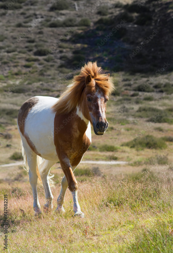 Obraz premium A pony walking in the field. His manes are blowing in the wind