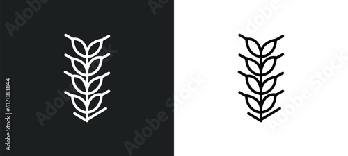 ear of wheat line icon in white and black colors. ear of wheat flat vector icon from ear of wheat collection for web, mobile apps and ui.