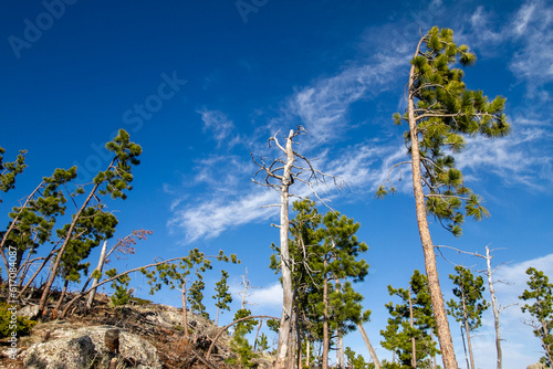 tree against sky