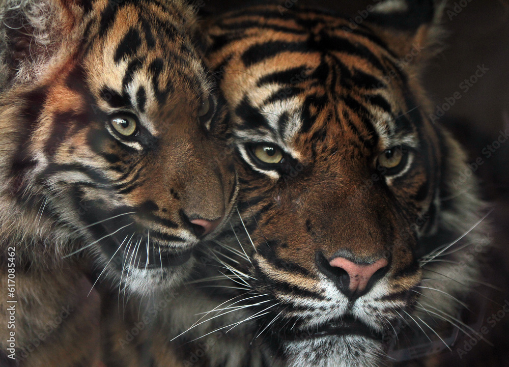 Naklejka premium The tiger, a majestic apex predator, commands both fear and admiration. With its vibrant coat adorned with striking stripes, it epitomizes strength, grace, and beauty.