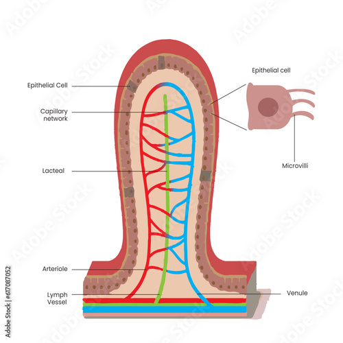 Intestinal villi are tiny, finger-like projections lining the small intestine that increase the surface area for nutrient absorption into the bloodstream photo