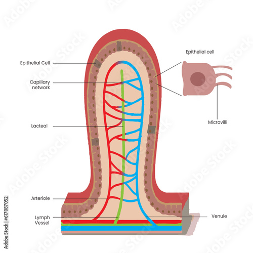 Intestinal villi are tiny, finger-like projections lining the small intestine that increase the surface area for nutrient absorption into the bloodstream