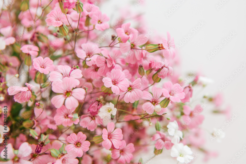 Little pink vaccaria hispanica flowers - abstract card with bouquet on white background