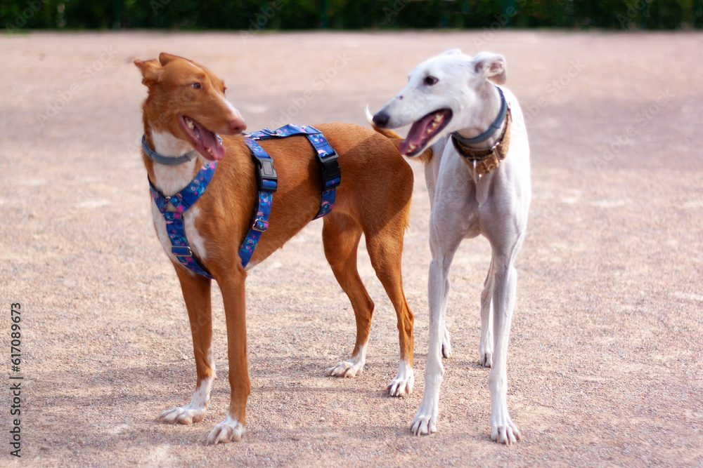 greyhound and podenco playing in the park greyhound and podenco playing in the park