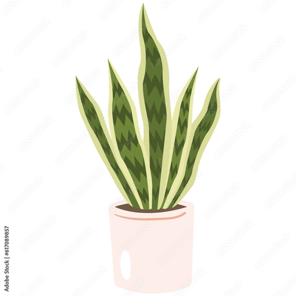 Snake Plants 1 Plant Color 2D Illustrations Snake Plants 1 Plant Color 2D Illustrations