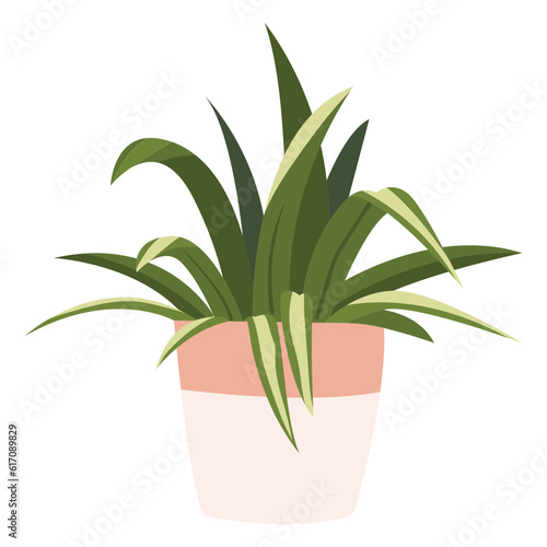 Spider Plant Plant Color 2D Illustrations