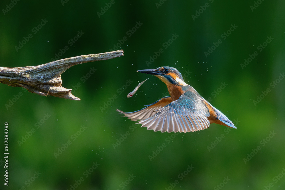 Fototapeta premium Common Kingfisher (Alcedo atthis) flying away after diving for fish in the forest in the Netherlands