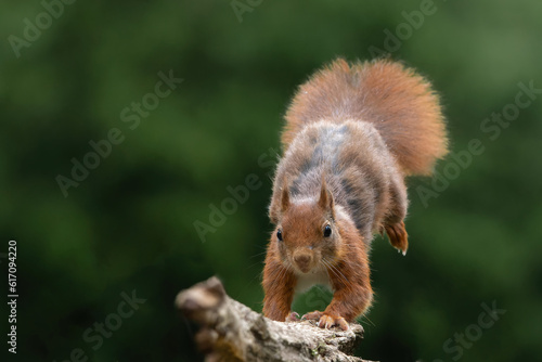 Eurasian red squirrel (Sciurus vulgaris) jumping in the forest of Noord Brabant in the Netherlands. Green background photo