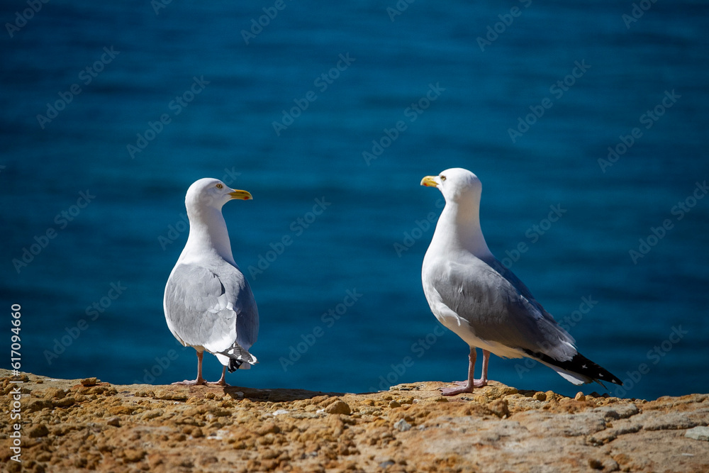 seagull on the beach seagull on the beach