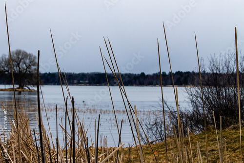 reeds on the lake