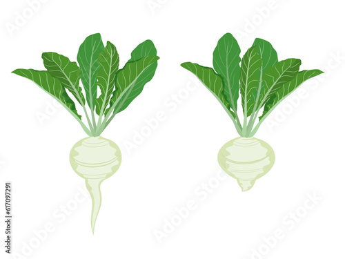 turnips on a white background.
