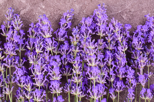 Lavender Fresh lavender flowers on a gray background.
