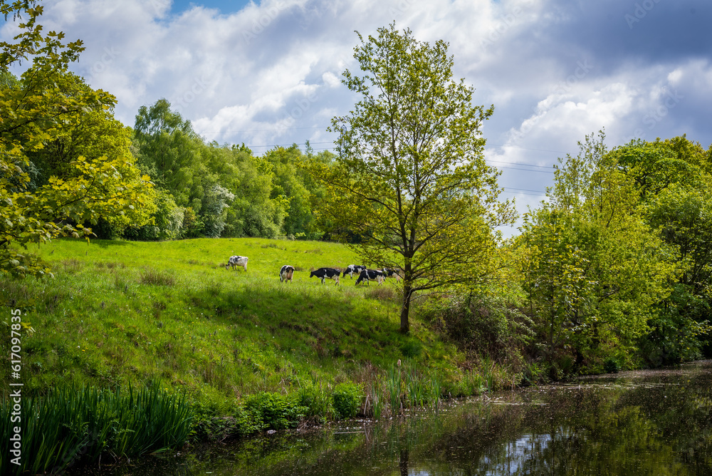 landscape with a canal and cows in a field landscape with a canal and cows in a field