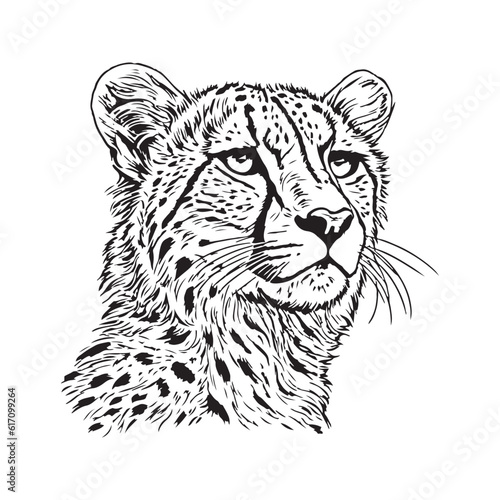 Cheetah head vector illustration on a white background. Vintage Cheetah illustration