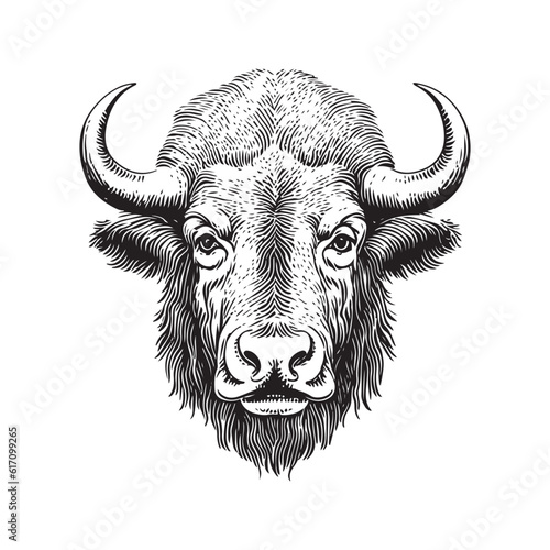Bison head vector illustration on a white background. Vintage bison illustration
