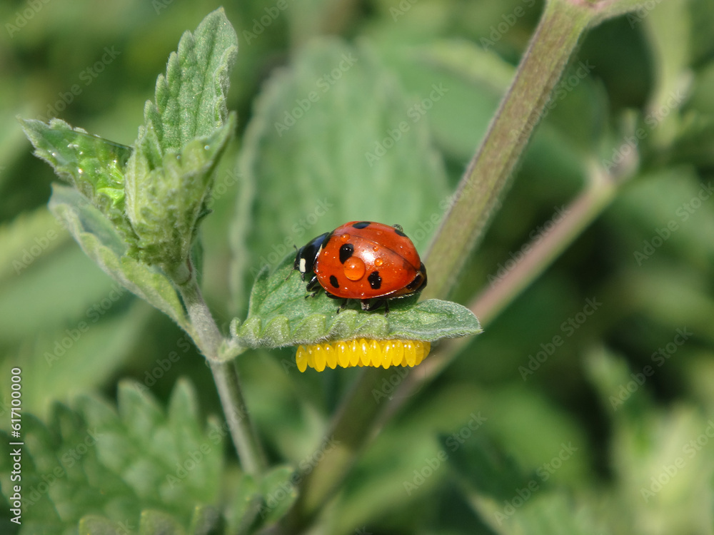 Seven-spot ladybird beetle (Coccinella septempunctata) next to a cluster of yellow eggs laid on the underside of a catmint leaf Seven-spot ladybird beetle (Coccinella septempunctata) next to a cluster of yellow eggs laid on the underside of a catmint leaf
