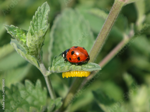 Seven-spot ladybird beetle (Coccinella septempunctata) next to a cluster of yellow eggs laid on the underside of a catmint leaf