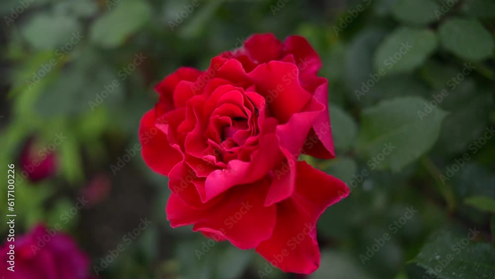 Beautiful rose against the background of greenery in the garden