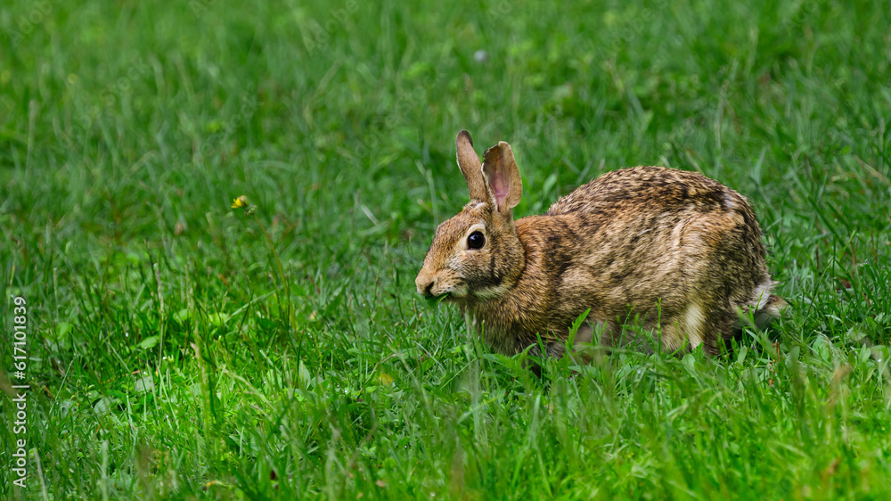 Fototapeta premium A bunny rabbit that visits our yard each morning has been given the name Strawberry because she spends a lot of time eating them from our Garden in Windsor in Upstate NY