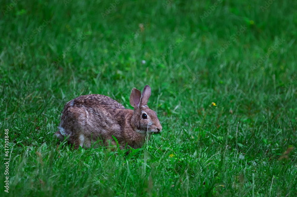 A bunny rabbit that visits our yard each morning has been given the name Strawberry because she spends a lot of time eating them from our Garden in Windsor in Upstate NY A bunny rabbit that visits our yard each morning has been given the name Strawberry because she spends a lot of time eating them from our Garden in Windsor in Upstate NY