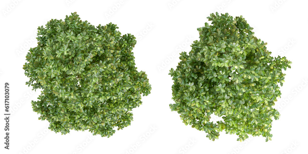 Top view tree isolated on white background Top view tree isolated on white background