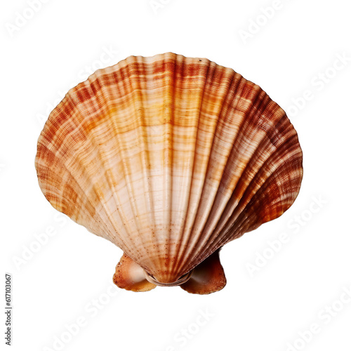 A seashell isolated on a transparent background