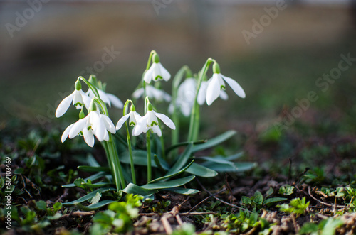 Little first spring flowers of snowdrops bloom outdoors in the spring © galyna0404