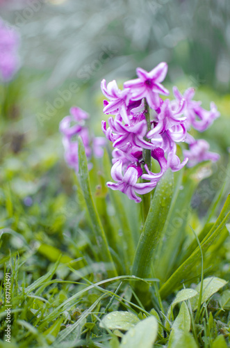 Wonderful hyacinth flowers bloom outdoors in spring on a sunny day