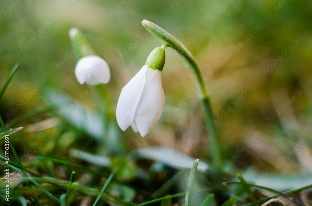 Little first spring flowers of snowdrops bloom outdoors in the spring Little first spring flowers of snowdrops bloom outdoors in the spring