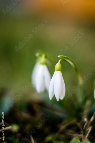 Little first spring flowers of snowdrops bloom outdoors in the spring