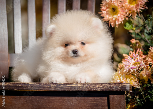 A cute fluffy puppy lies on a chair near the flowers. The breed of the dog is the Pomeranian