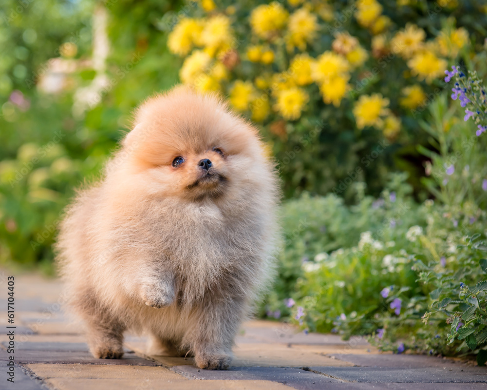 A very cute fluffy puppy is standing on the path among the flower beds. The breed of the dog is the Pomeranian