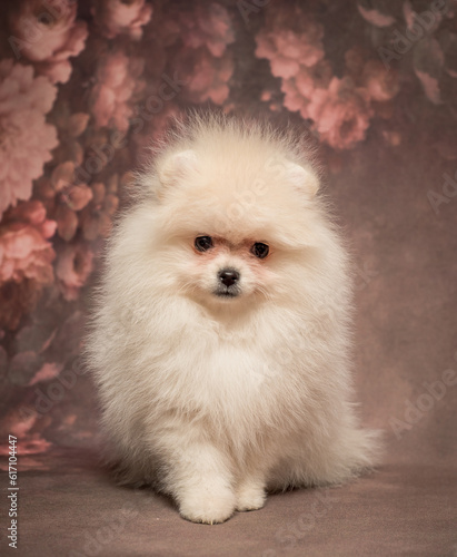 Cute dog poses for a photo on a beautiful background. The breed of the dog is the Pomeranian