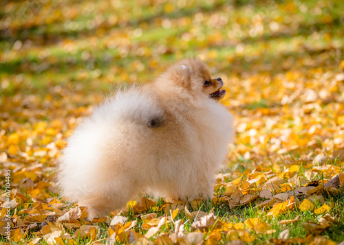 Cute fluffy dog poses for a photo among autumn leaves. The breed of the dog is the Pomeranian